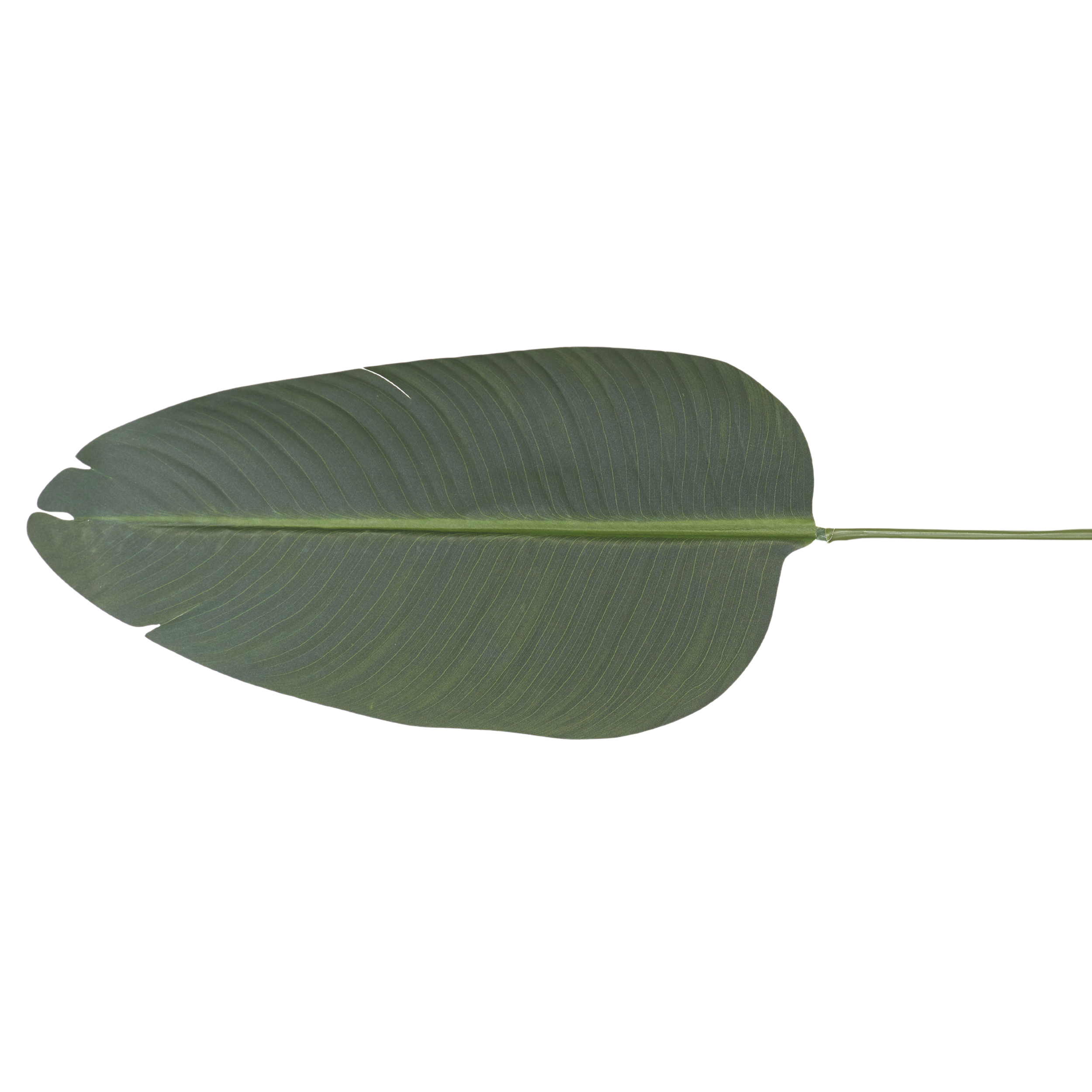 Kunstpflanze Blatt